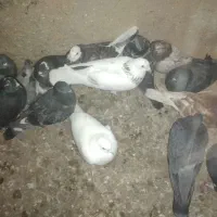 کبوتر