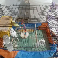 مرغ عشق با قفس|پرنده|اهواز, پردیس|دیوار