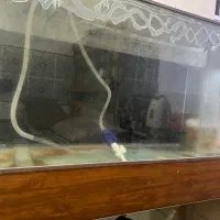 آکواریوم|ماهی|قشم, |دیوار