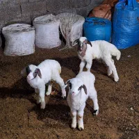 سه تابره ..دوتا نر یکی ماده بفروش میرسد