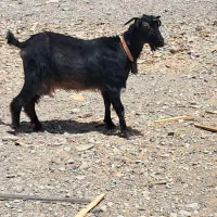 یک عدد بز ماده آوستن