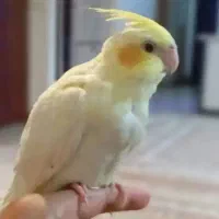 عروس هلندی گم شده