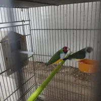 فروش یه جفت گلدین و9عدد بنگالی