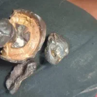 این چیه کی میدونه