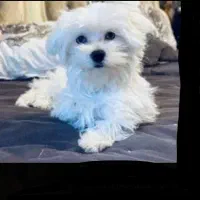 توله سگ نر شیتزو مادر تریر