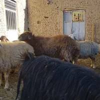 قوچ افشاری|حیوانات مزرعه|شهرضا, |دیوار