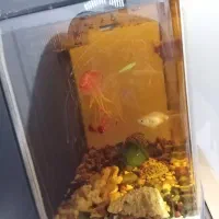 آکواریوم شیشه خم|ماهی|پرند, فاز ۶|دیوار