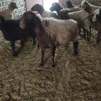 قوچ نژاد همو خالص با برگه آزمایش
