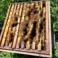 عسل درجه یک مشگین شهر