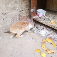 خرگوش اهلی|موش و خرگوش|ارومیه, |دیوار