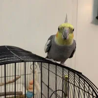 دو عدد عروس هلندی با قفس|پرنده|تهران, توحید|دیوار