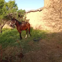 اسب|اسب و تجهیزات اسب‌سواری|تویسرکان, |دیوار