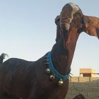 نربز پاکستانی اصل|حیوانات مزرعه|رضویه, |دیوار