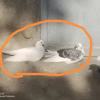 کبوتر|پرنده|بانه, |دیوار
