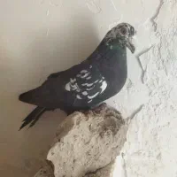 ماده سوسکی سیا