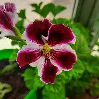 گل وگیاه شاداب|گل و گیاه طبیعی|خوی, |دیوار