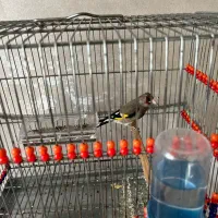 سهره نر جوجه قفس شلاقی