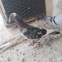 کبوترپلاکی|پرنده|سراوان, |دیوار