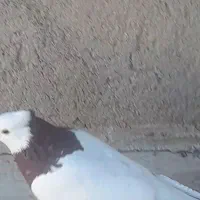 طوقی سرخ نر جوان|پرنده|سبزوار, توحیدشهر|دیوار