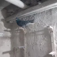 کبوتر|پرنده|شیروان (خراسان), |دیوار