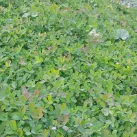 سبزی خورشتی رامهرمز