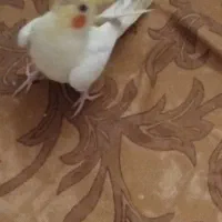 لوتینو|پرنده|رشت, سلیمانداراب|دیوار