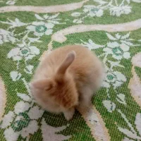 بچه خرگوش نژاد جرسی ولوپ نژاد کامل