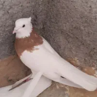 طوق پرتقالی