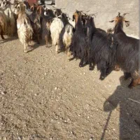 معاوضه چهار عدد بز با میش