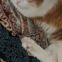 واگذاری گربه( رایگان )