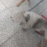 معاوضه شیتزو باهوش و بازیگوش ۱ونیم|سگ|گرگان, |دیوار