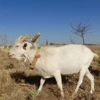 تکه سانن اصیل