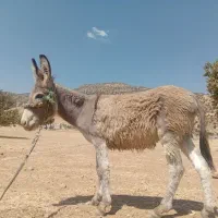 نر خر دوساله