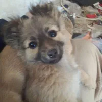 حیوان خانگی پاکوتاه