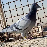 کفتر مسافتی پلاکی کفتر اردن کفتر چاپی پولکی|پرنده|مشهد, انصار|دیوار