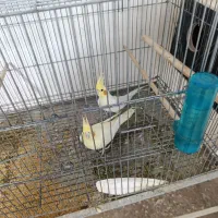 3 جفت طوطی عروس با جوجه نر و ماده تکی هم هست|پرنده|بندر ماهشهر, |دیوار