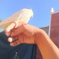 عروس  هلندی