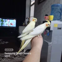 عروس هلندی لوتینو کینگ سایز مولد