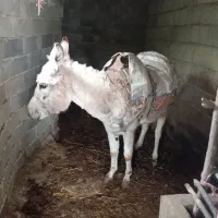 الاغ باری وکاری