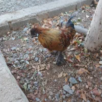 مینیاتوری|حیوانات مزرعه|قم, نخودی|دیوار