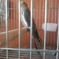 دو عدد طوطی  عروس رام رام رو دست میان پرواز میکند