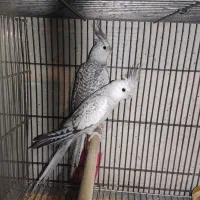 عروس هلندی وایت فیس