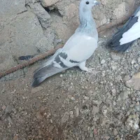 کفتر پرشی|پرنده|تربت‌حیدریه, میدان مرکزی|دیوار