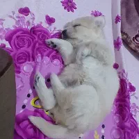 پودل مالتیز