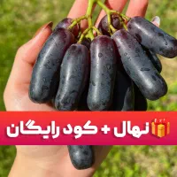 فرصت محدود، نهال + کود رایگان + ۱۰٪ نهال هدیه