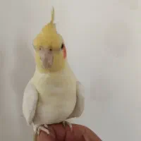 عروس|پرنده|زیرآب, |دیوار