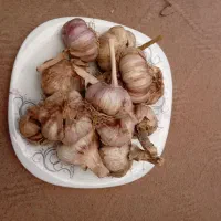 سیر کاملا ارگانیک برای شمال بدون سم و کود|خوردنی و آشامیدنی|قم, شهرک مهدیه|دیوار