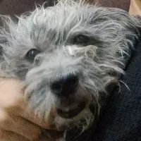 گمشده|سگ|آبادان, |دیوار