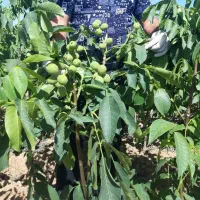 انواع نهال پسته و بادام و گردو دیرگل