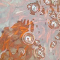 ماهی عمده|ماهی|یزد, |دیوار